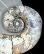 Iridescent Heteromorph Ammonite (Audouliceras) - Russia #39157-2